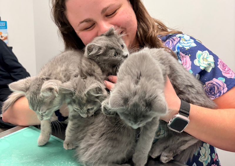 Carousel Slide 11: Explore preventative care for cats>>