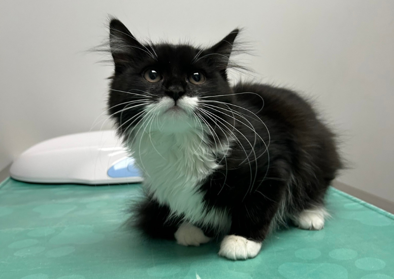 Carousel Slide 7: Learn more about pet microchipping here>>