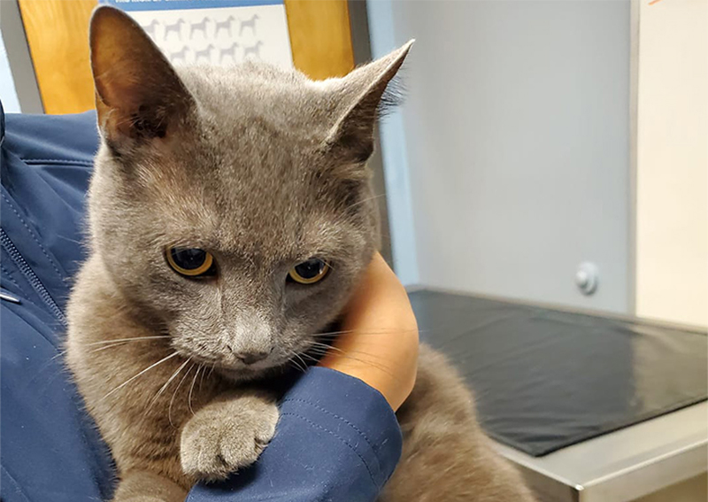 Cat Veterinary Care, Springfield